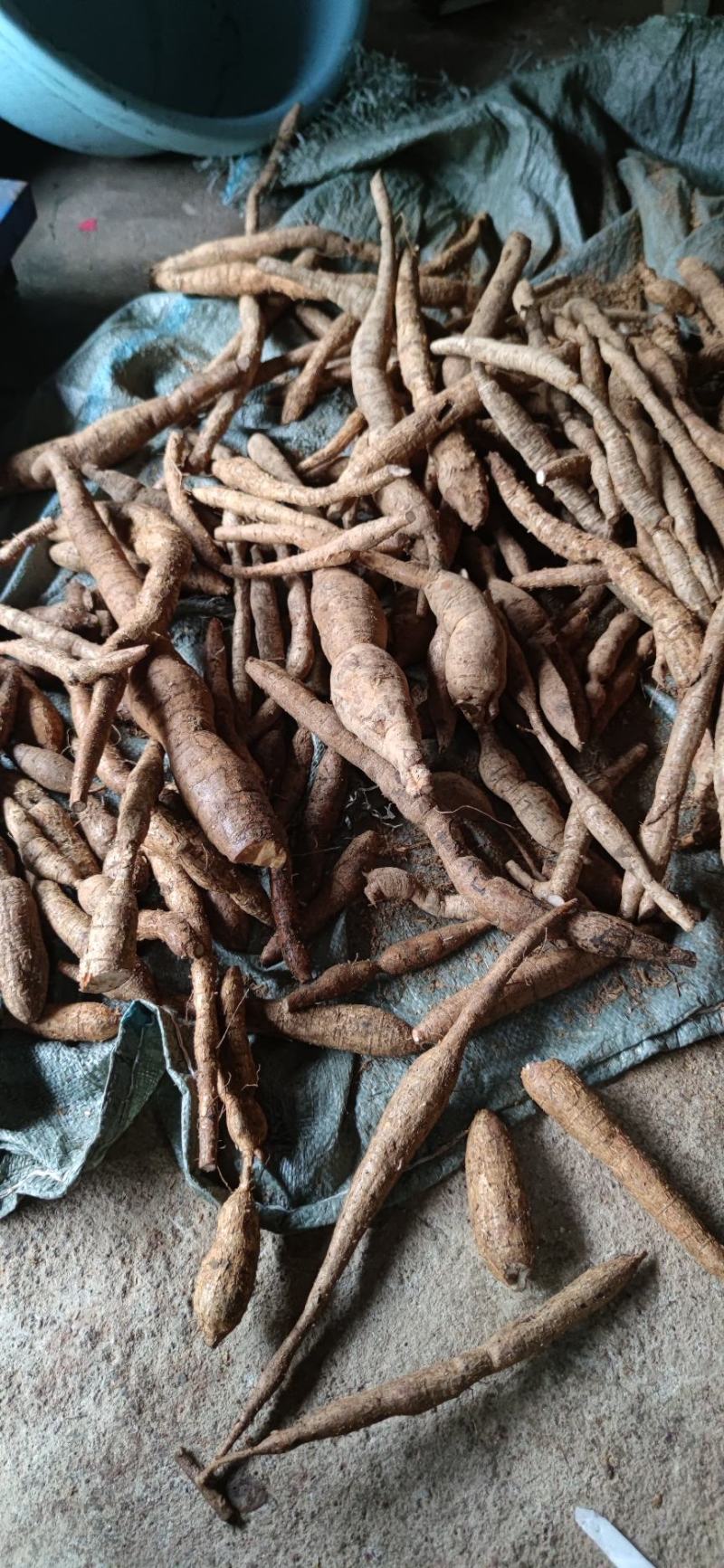 纯野生牛大力野生黄牛鲜牛新鲜现挖干货砍片干个
