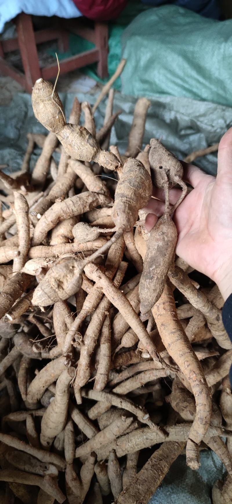 纯野生牛大力野生黄牛鲜牛新鲜现挖干货砍片干个