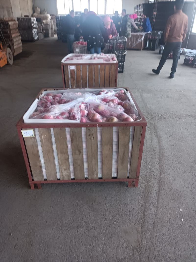 辽宁营口苹果-红富士苹果接近尾声想要的把握时间哈