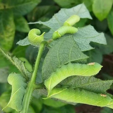 豆虫