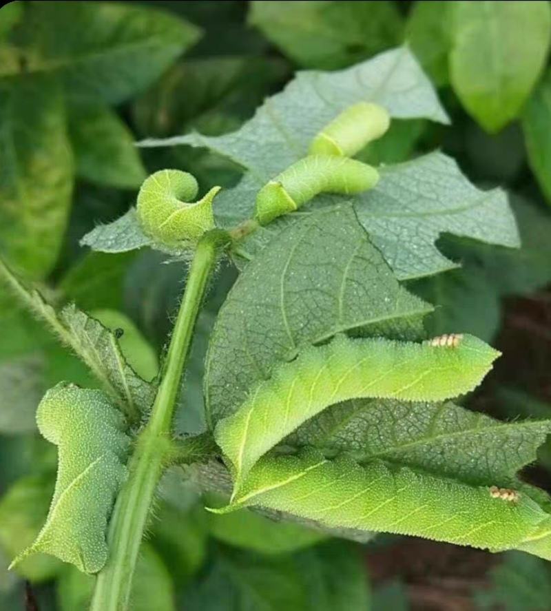 豆虫