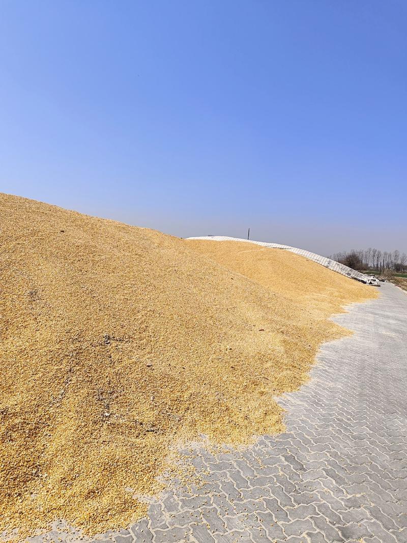 【常年供货】大量出售玉米粒，水分低碎玉米，牛羊鸡鸭鹅养殖