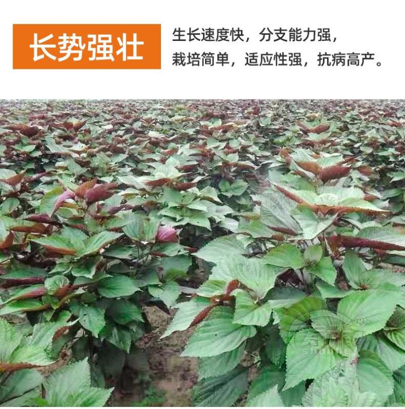 【推荐】单面紫苏籽，紫苏种子，药食两用，一手货，发往全国