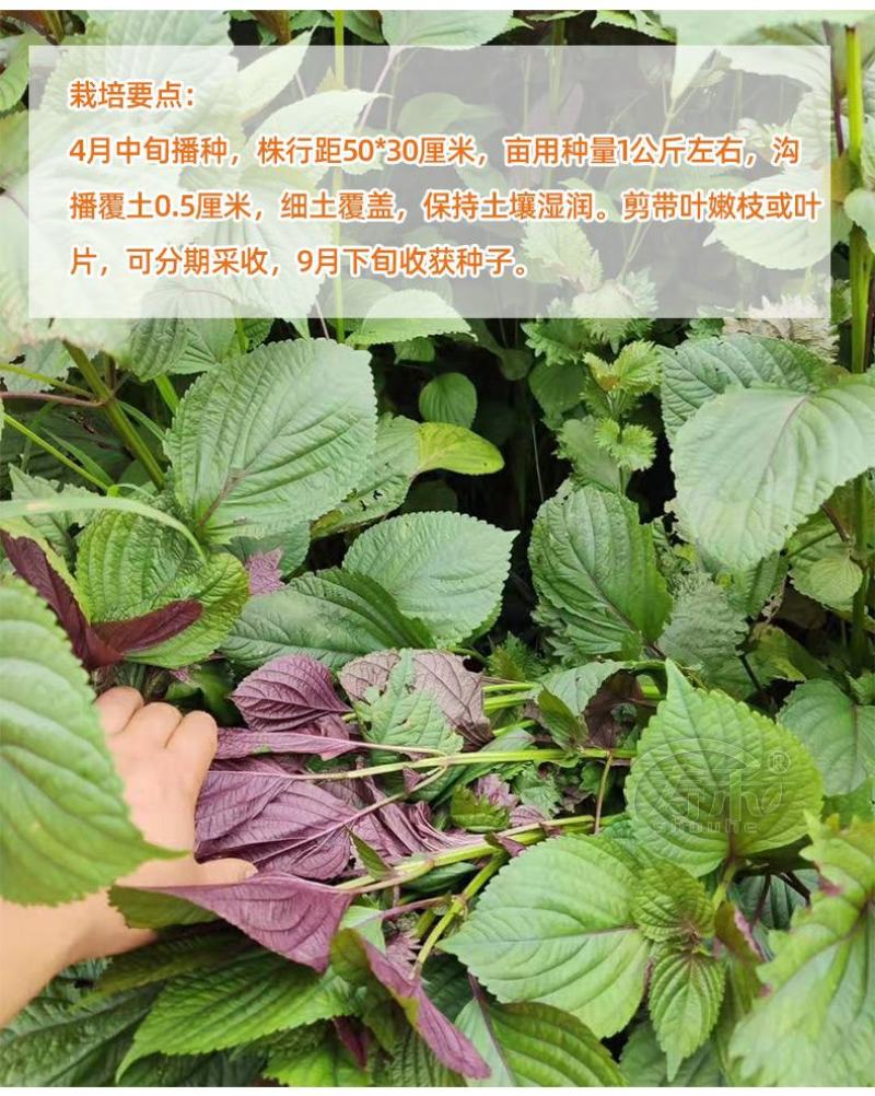 【推荐】单面紫苏籽，紫苏种子，药食两用，一手货，发往全国