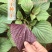 【推荐】单面紫苏籽，紫苏种子，药食两用，一手货，发往全国