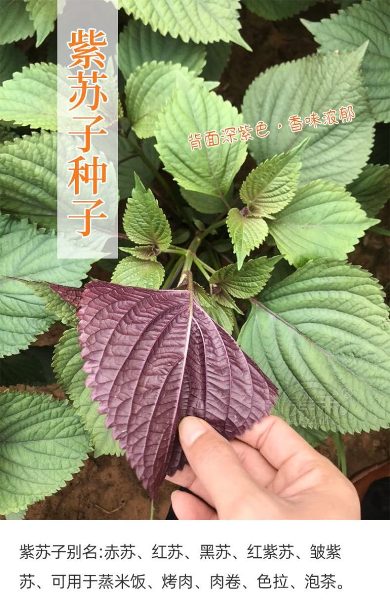 【推荐】单面紫苏籽，紫苏种子，药食两用，一手货，发往全国