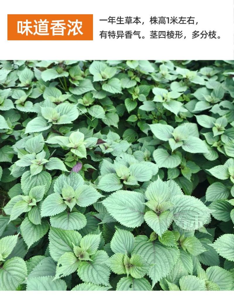 【推荐】单面紫苏籽，紫苏种子，药食两用，一手货，发往全国