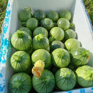 贵州精品圆小瓜上市