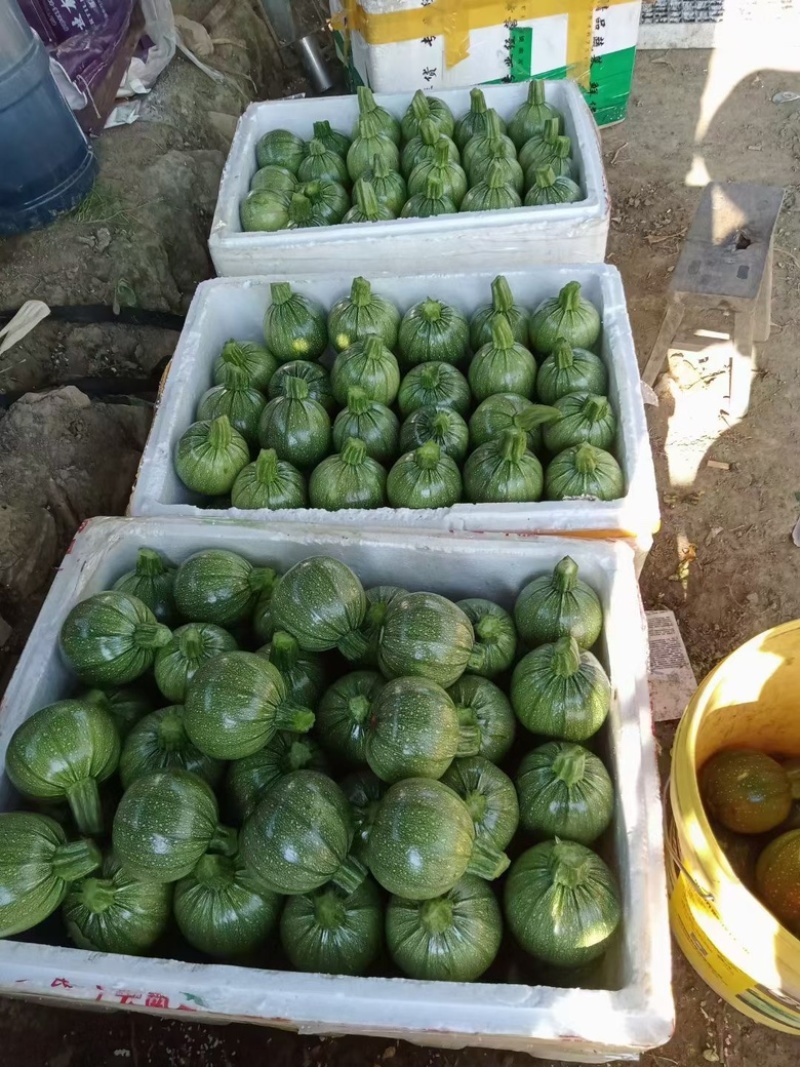 贵州精品圆小瓜上市