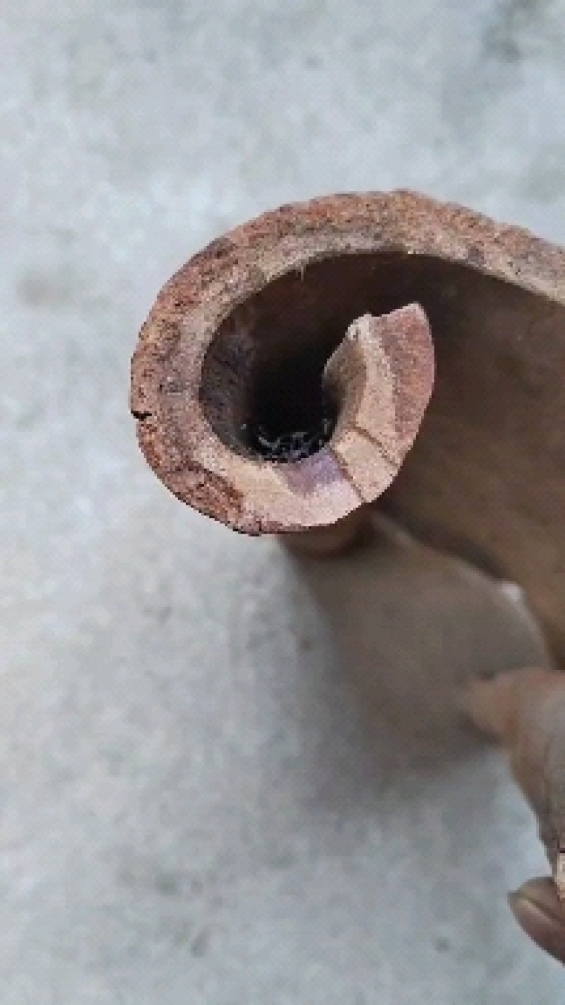 油桂