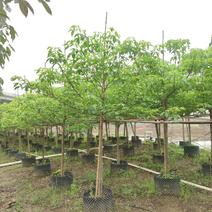 2303基地供应全冠台湾鱼木树5-8cm容器苗