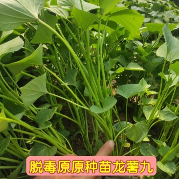 龙薯九苗龙9苗高产早熟品种龙九脱毒苗优质