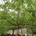 2303基地供应全冠台湾鱼木树5-8cm容器苗