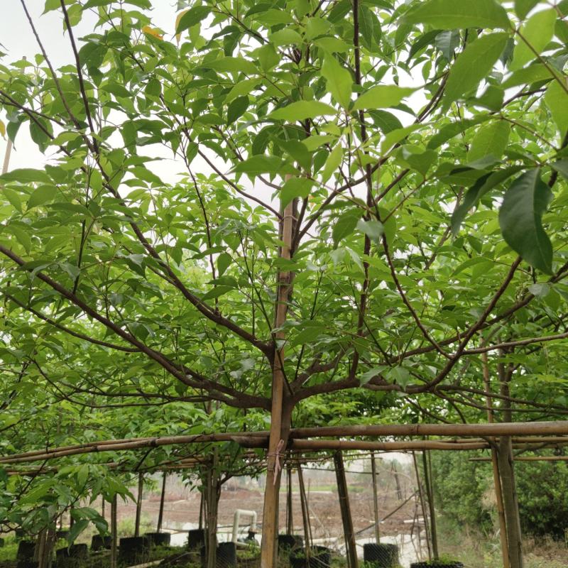 2303基地供应全冠台湾鱼木树5-8cm容器苗