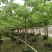 2303基地供应全冠台湾鱼木树5-8cm容器苗