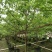2303基地供应全冠台湾鱼木树5-8cm容器苗