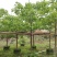 2303基地供应全冠台湾鱼木树5-8cm容器苗
