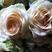 四季玫瑰苗玫瑰花卡罗拉高原红果汁阳台量大从优