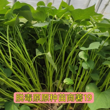 商薯19脱毒苗商薯十九脱毒苗商19苗脱毒苗优质高产