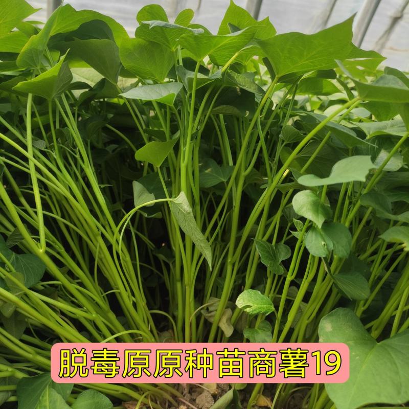 商薯19脱毒苗商薯十九脱毒苗商19苗脱毒苗优质高产
