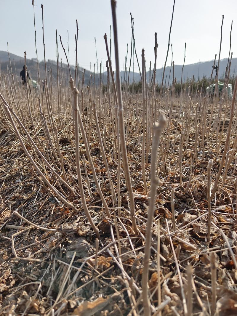 桓仁正阳刺五加苗圃批发刺五加苗，质优价低，发货快服务好！