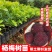广西正宗东魁杨梅树苗嫁接黑炭杨梅早熟六月杨梅带叶带土发货