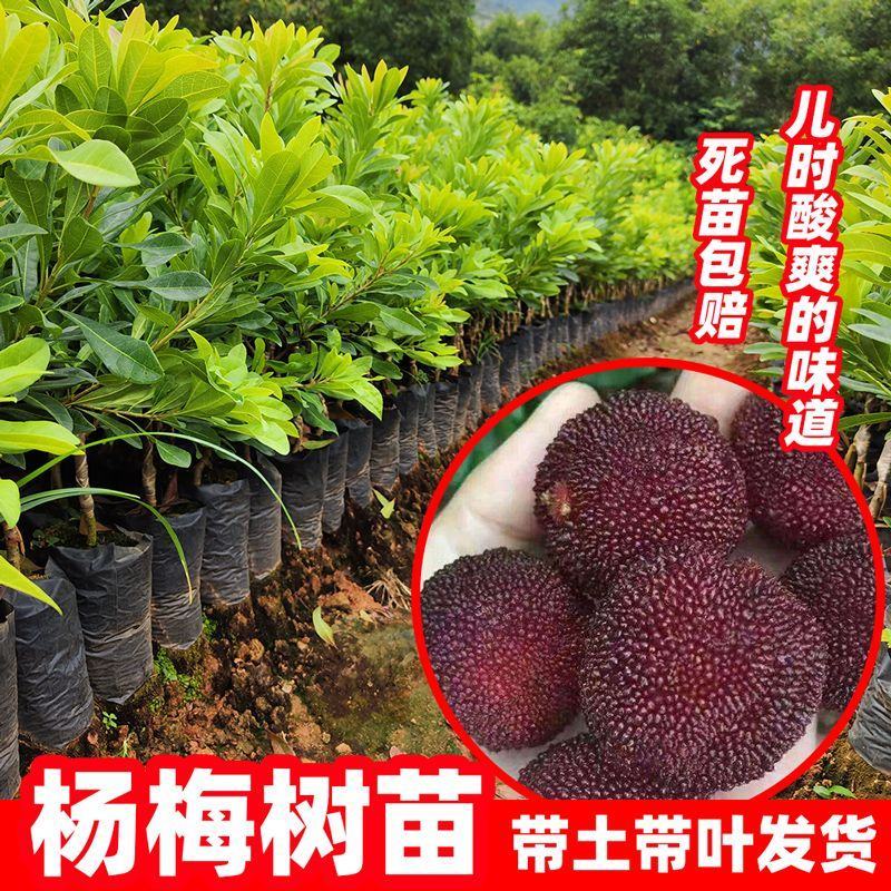 广西正宗东魁杨梅树苗嫁接黑炭杨梅早熟六月杨梅带叶带土发货