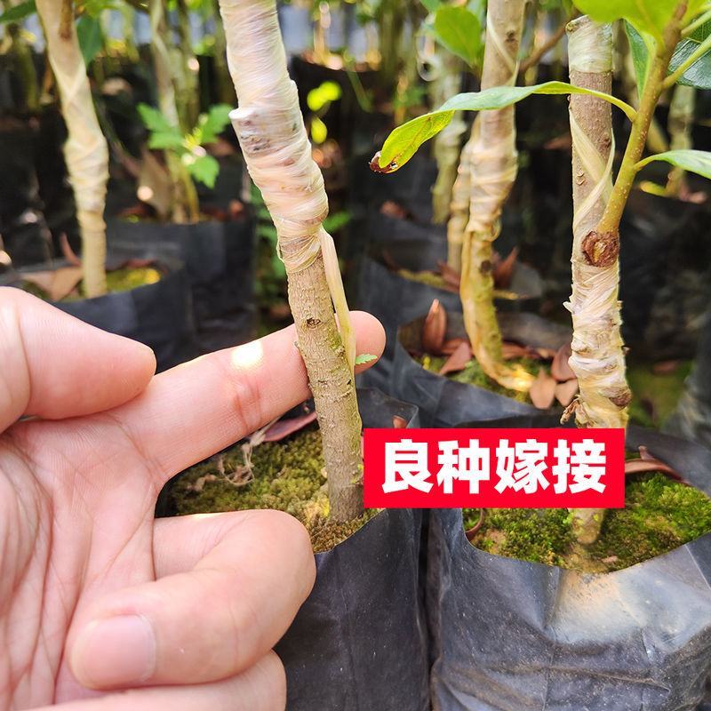 广西正宗东魁杨梅树苗嫁接黑炭杨梅早熟六月杨梅带叶带土发货