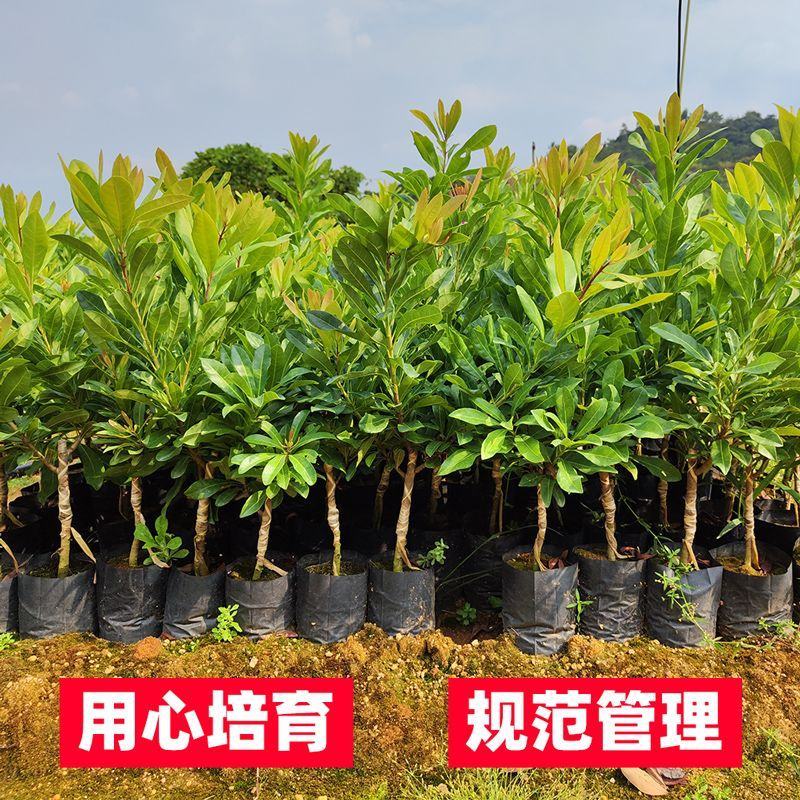 广西正宗东魁杨梅树苗嫁接黑炭杨梅早熟六月杨梅带叶带土发货
