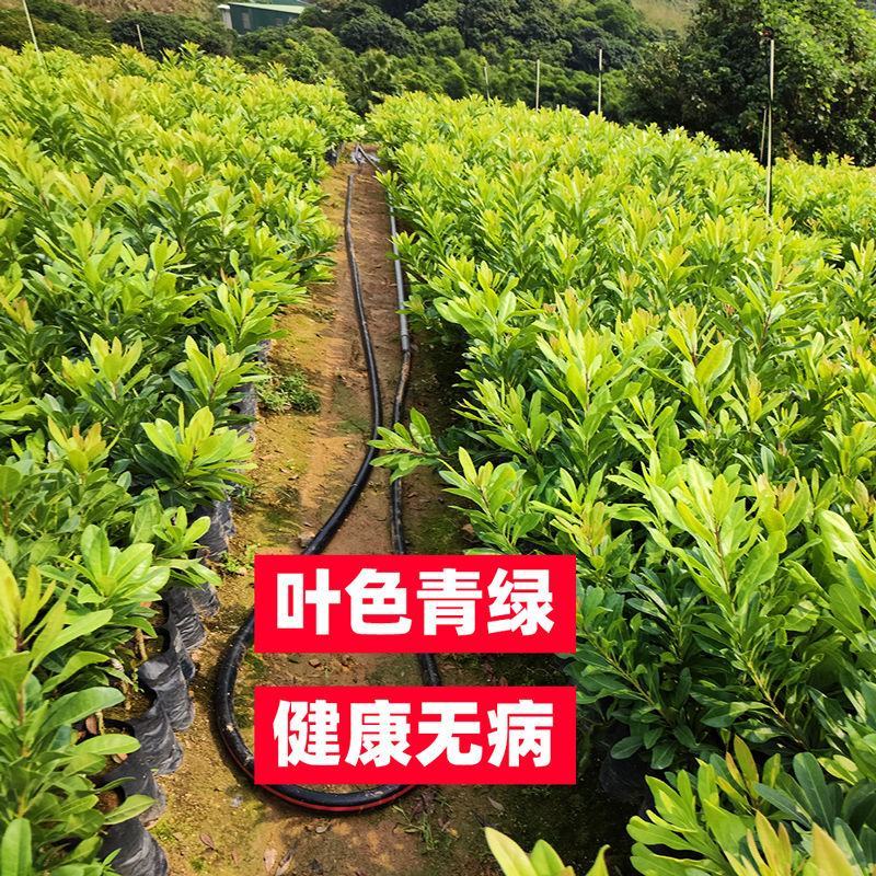 广西正宗东魁杨梅树苗嫁接黑炭杨梅早熟六月杨梅带叶带土发货