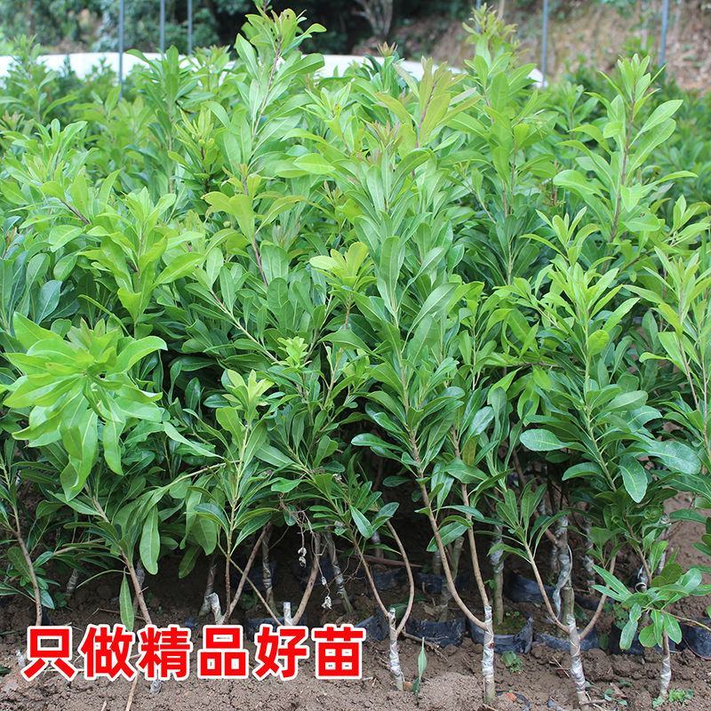 广西正宗东魁杨梅树苗嫁接黑炭杨梅早熟六月杨梅带叶带土发货