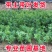 广西正宗东魁杨梅树苗嫁接黑炭杨梅早熟六月杨梅带叶带土发货