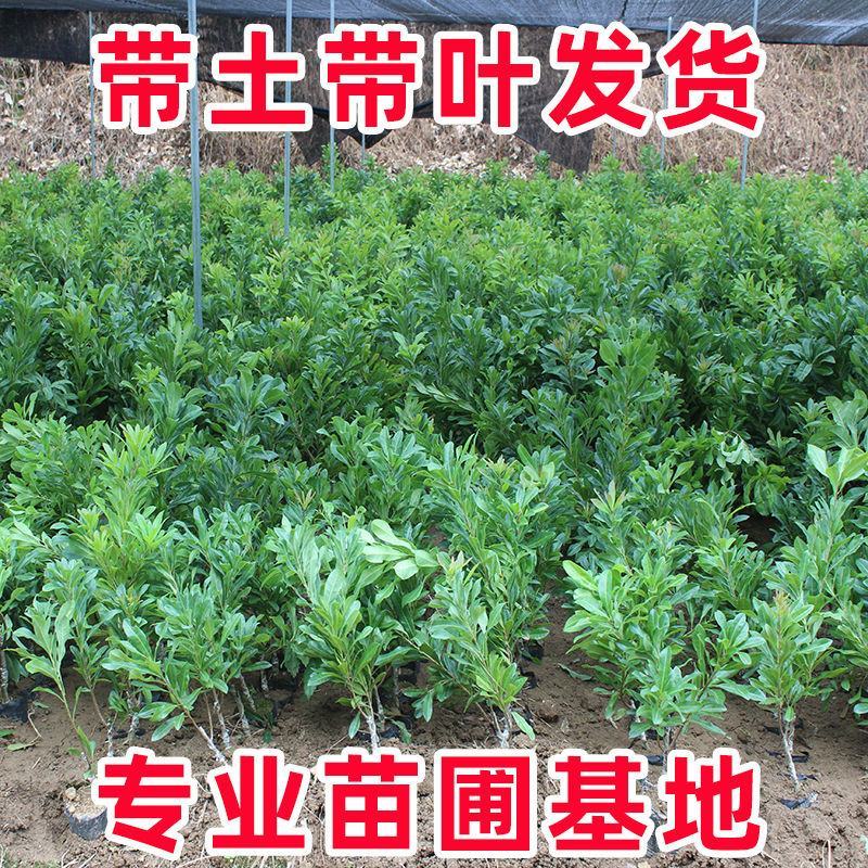 广西正宗东魁杨梅树苗嫁接黑炭杨梅早熟六月杨梅带叶带土发货