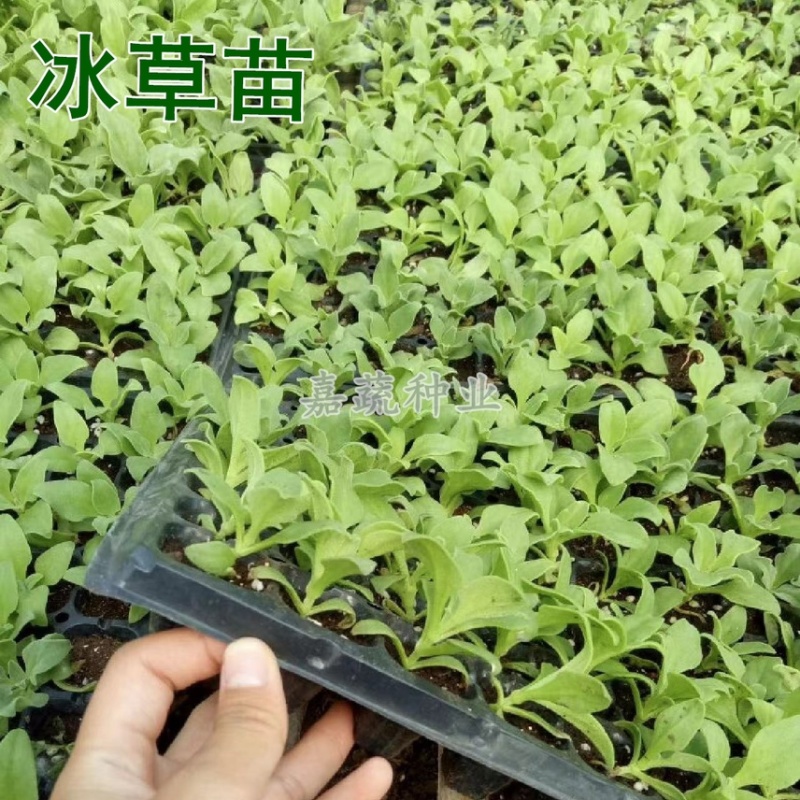 非洲冰菜苗，冰草苗，冰草，水晶冰菜苗寿光种苗