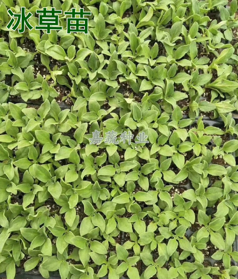 非洲冰菜苗，冰草苗，冰草，水晶冰菜苗寿光种苗