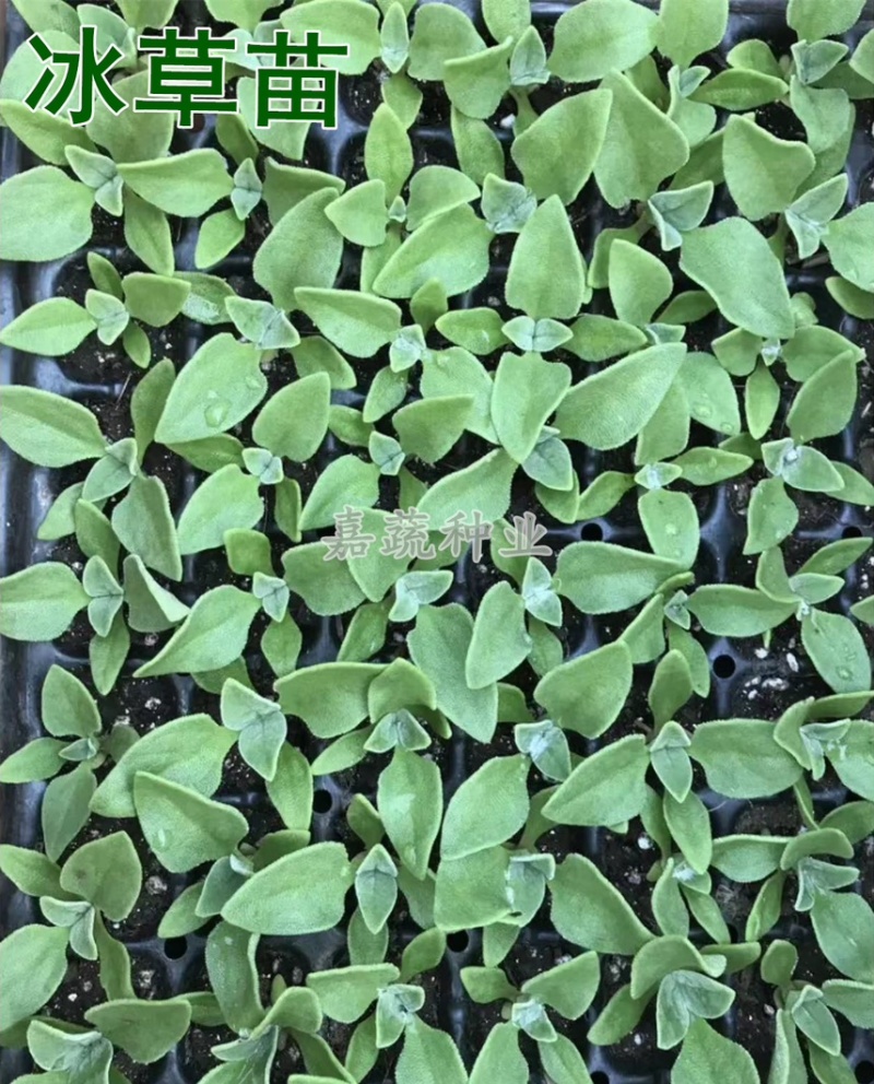 非洲冰菜苗，冰草苗，冰草，水晶冰菜苗寿光种苗