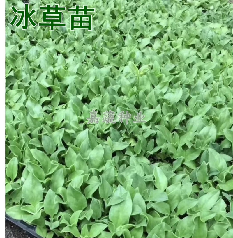 非洲冰菜苗，冰草苗，冰草，水晶冰菜苗寿光种苗