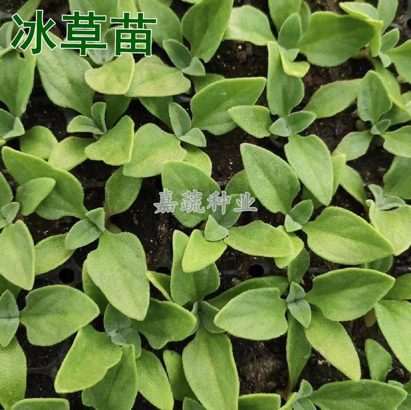 非洲冰菜苗，冰草苗，冰草，水晶冰菜苗寿光种苗