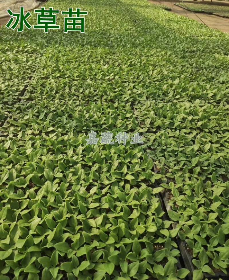 非洲冰菜苗，冰草苗，冰草，水晶冰菜苗寿光种苗
