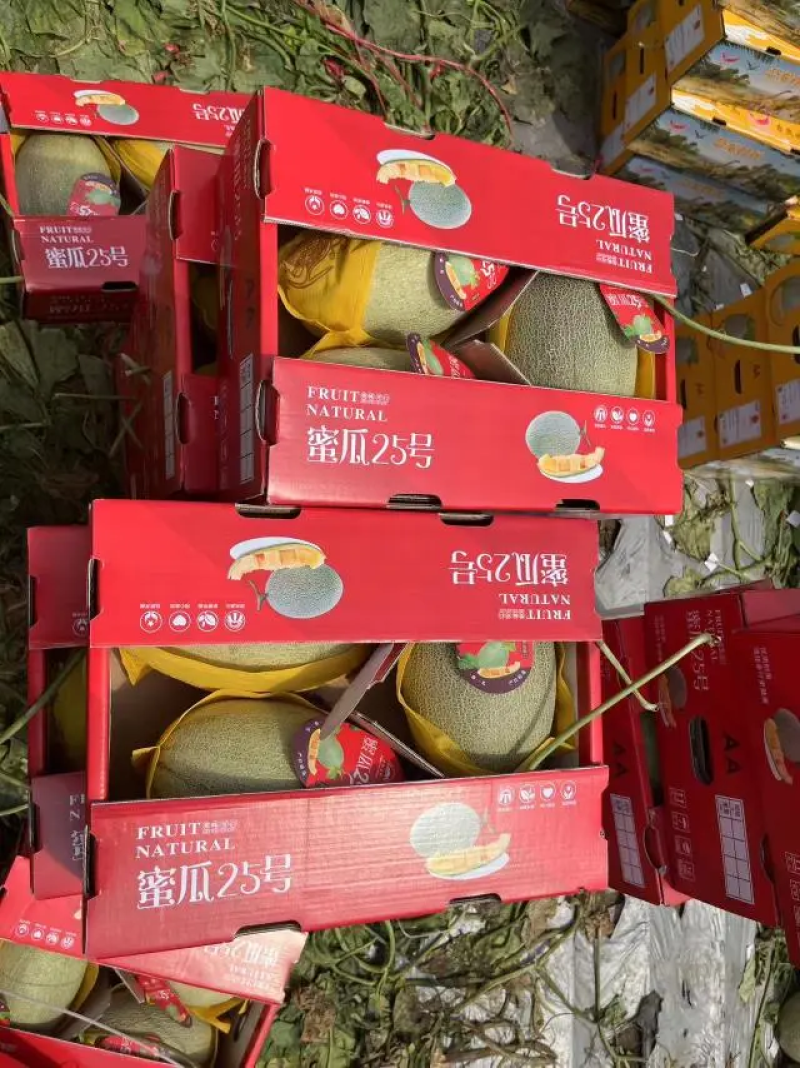 【海南哈密瓜】产地供应，一手货源专业代收代发各市场电商货