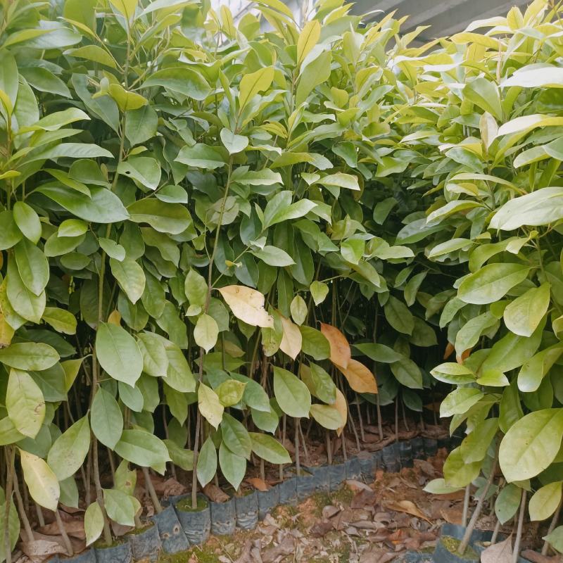 30～80公分火力楠杯苗
