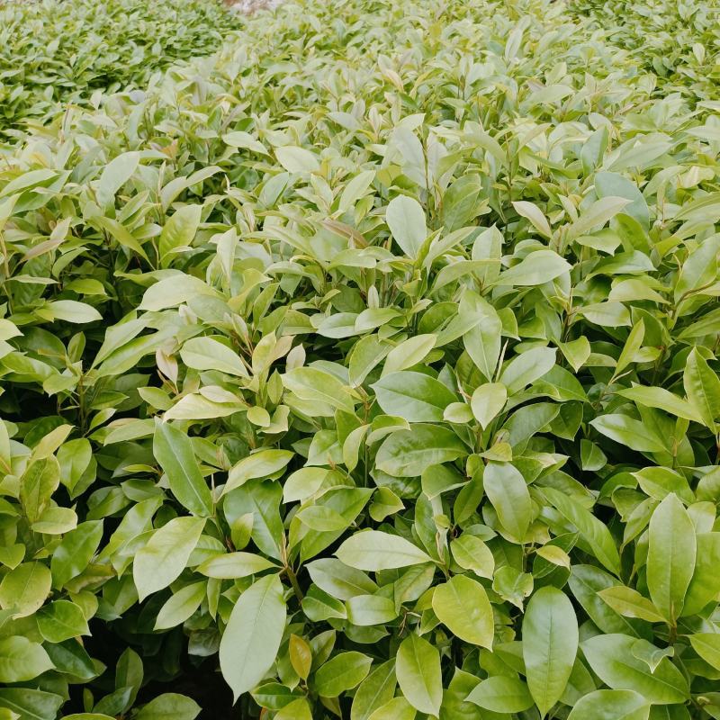 30～80公分火力楠杯苗
