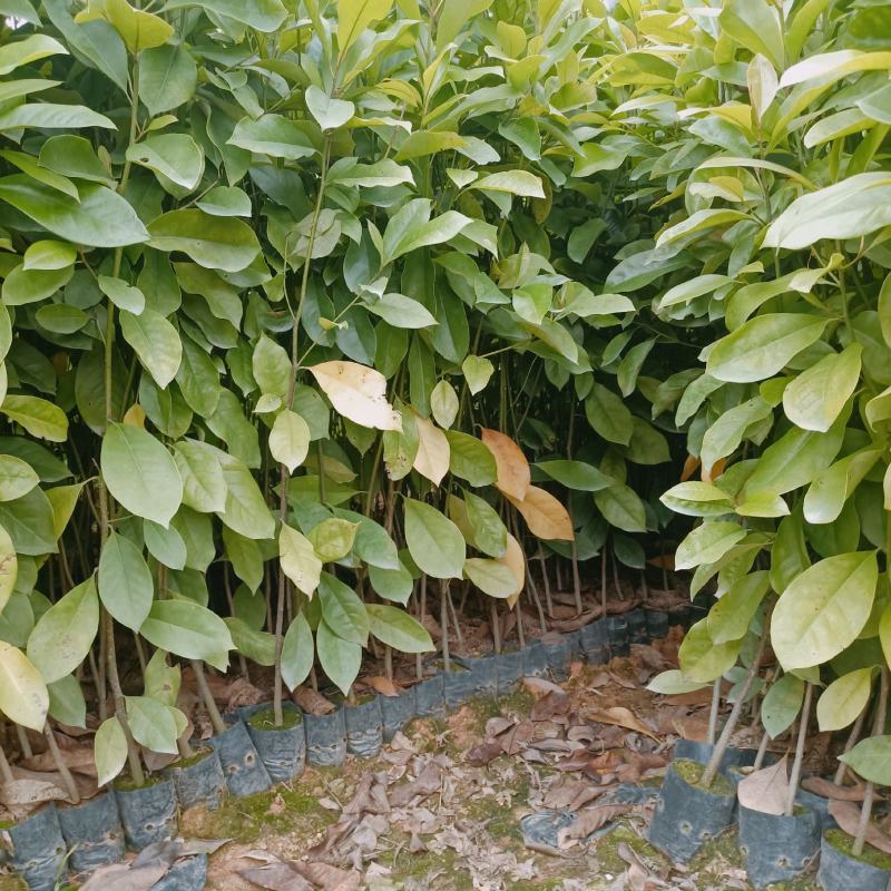 30～80公分火力楠杯苗