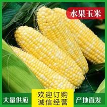 【精选】徐闻水果玉米基地直发全国发货欢迎老板致电