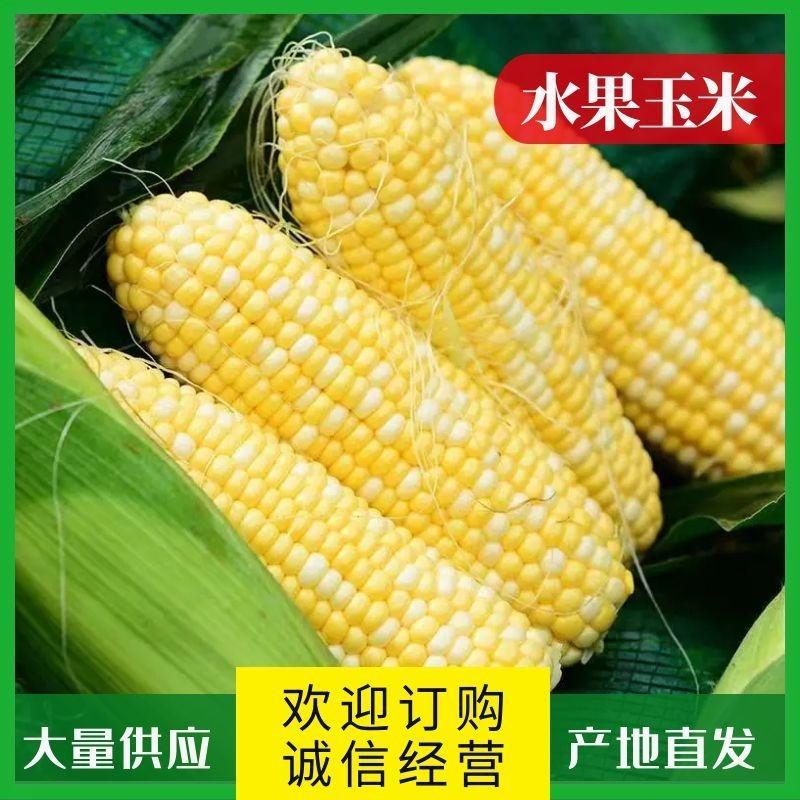 【精选】徐闻水果玉米基地直发全国发货欢迎老板致电联系