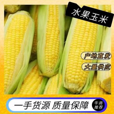 【牛商推荐】徐闻水果玉米产地现摘现发保质保量价格可谈