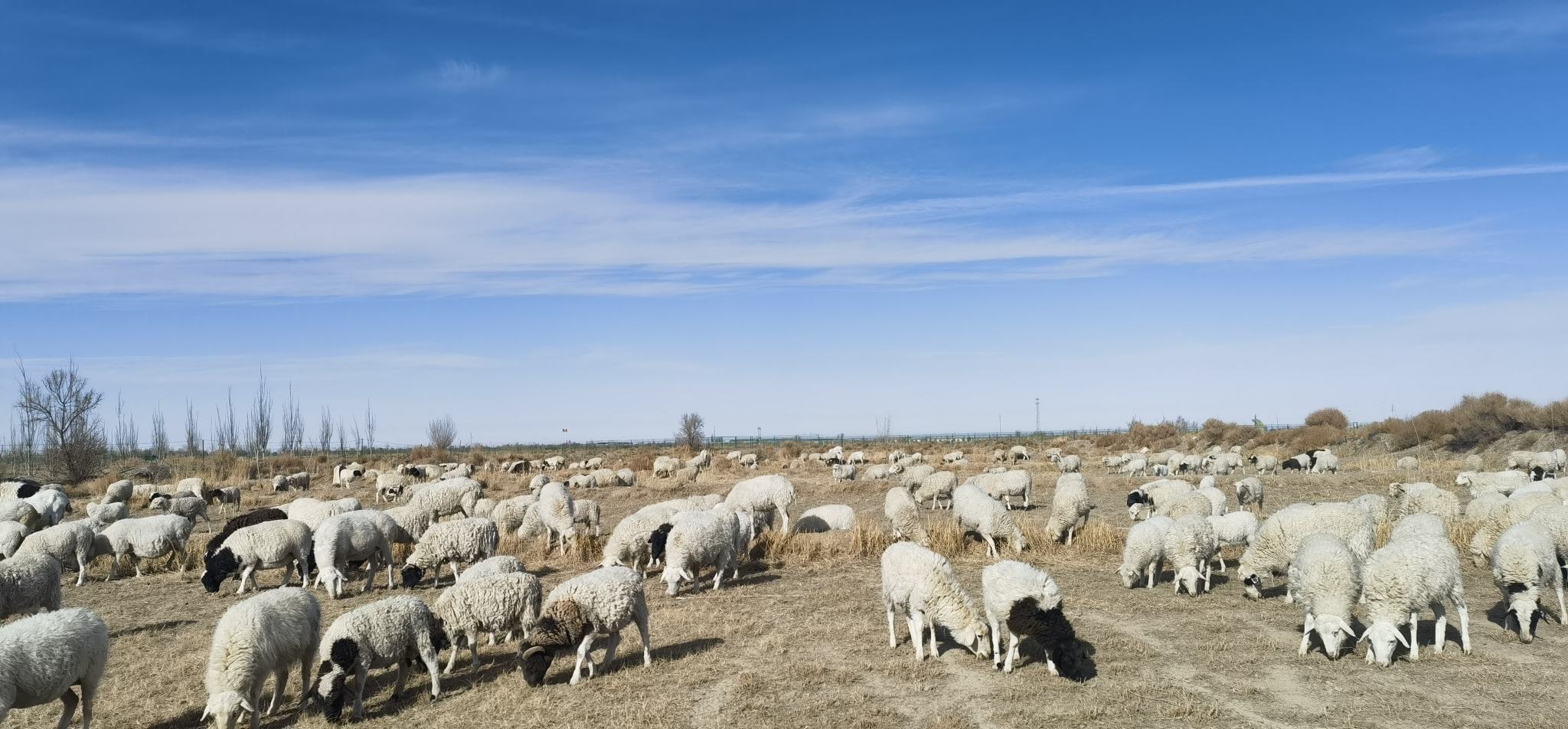 清流县生态牧场中的放养白条羊群