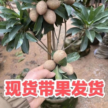 人心果树苗带果仁心果庭院果树苗南北方可种果肉香甜带土发货