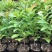 人心果树苗带果仁心果庭院果树苗南北方可种果肉香甜带土发货