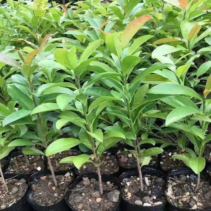 人心果树苗带果仁心果庭院果树苗南北方可种果肉香甜带土发货